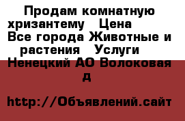 Продам комнатную хризантему › Цена ­ 250 - Все города Животные и растения » Услуги   . Ненецкий АО,Волоковая д.